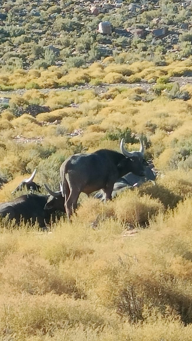 Wild Life - Animal 4